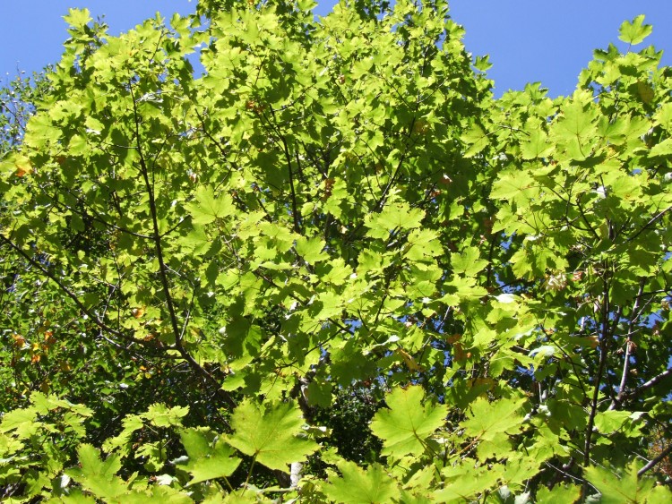 Acer pseudoplatanus